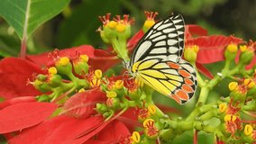 Roe deer sitting in a green grass field A closeup look and detailed view of this species. Western roe deer, chevreuil, simply roe deer or roe. spotted white tailed deer fawn in a forest with horns. - Powered by Shutterstock - Get 15% off with code: PIKWIZARD15