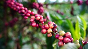 Red coffee beans on the tree. Coffee beans ripening, fresh coffee,red berry branch, industry agriculture on tree in highland of Vietnam.