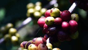 Red coffee beans on the tree. Coffee beans ripening, fresh coffee,red berry branch, industry agriculture on tree in highland of Vietnam.