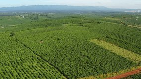 Top view of coffee plantation and green tea plantation landscape at Bao Loc, Lam Dong, Vietnam. Taken on November, 2018.