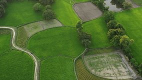 Chau Doc/An Giang/Vietnam - November 2018: Green rice fields in rural Vietnam in the flood season rise from top view. This is the largest granary Mekong Delta and the pride of Vietnam's agriculture.