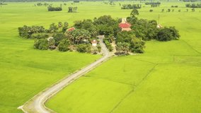 Green rice fields in rural Vietnam in the flood season rise from beautiful topview. This is the largest granary Mekong Delta and the pride of Vietnam's agriculture.
