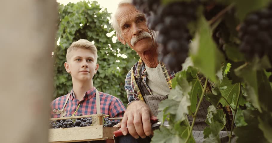 Senior grandad with thick moustache working on vineyard, picking red sweet grapes, and teaching his young unexperienced grandson - family affair, tradition 4k