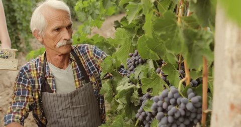 Caucasian Grandson helping his gradfather with picking the red sweet grapes on vineyard, carrying the box - family affair, tradition concept 4k