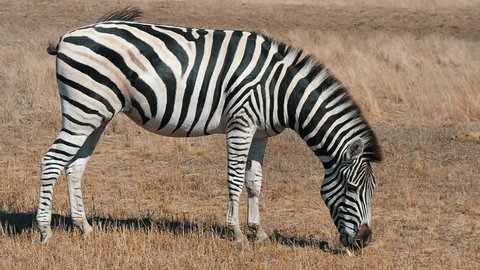  Funny profile view of a large striped zebra eating straw food in horizonless Taurida steppes in Askania-Nova bio-reserve on a sunny day in summer