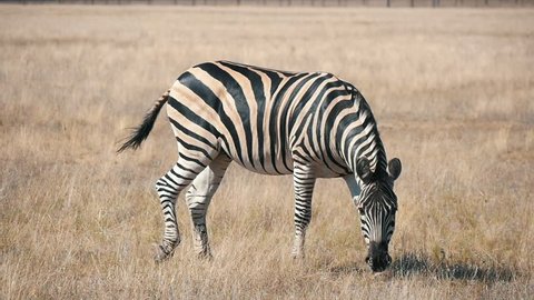  Wonderful profile view of an adult striped zebra eating straw food in horizonless Taurida steppes in Askania-Nova bio-reserve on a sunny day in summer