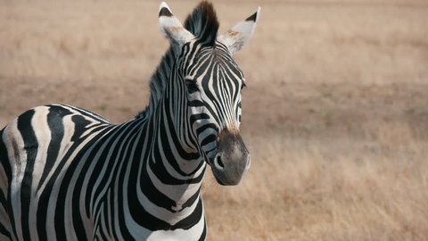  Cheerful view of an active African zebra moving forward in Taurida steppes covering the national bio-reserve in ukraine on a sunny day in summer