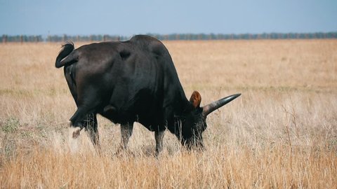  Astonishing view of a large black buffalo seeking straw food in boundless steppes of Askania-Nova bio-reserve with beautiful skyscape in summer