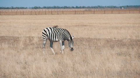  Gorgeous profile view of an adult striped zebra seeking straw food in horizonless Taurida steppes in Askania-Nova sanctuary on a sunny day in summer