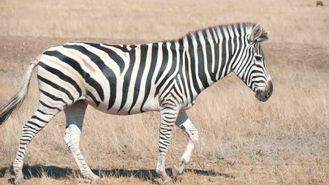  Idyllic profile view of an adult striped zebra walking in horizonless Taurida steppes in Askania-Nova bio-reserve on  sunny day in summer. The sky looks fine