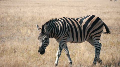  Cheery profile view of a big striped zebra seeking straw food in boundless Taurida steppes in Askania-Nova bio-reserve on a sunny day in summer