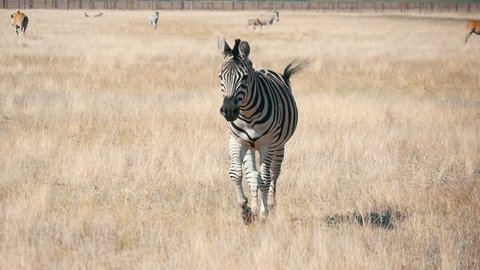  Beautiful view of a nice striped zebra running to a cameraman in a large biospheric conservation called Askania-Nova in Ukraine on a sunny day