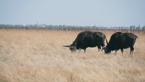  Exciting view of two huge black bisons eating grass in horizonless steppes in Askania-Nova bio-reserve on a sunny day in summer. They look powerful.