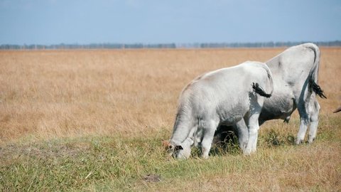 Astonishing view of two white Asian animals with hooves and horns seeking straw in a boundless field in Askania-Nova bio-reserve in summer