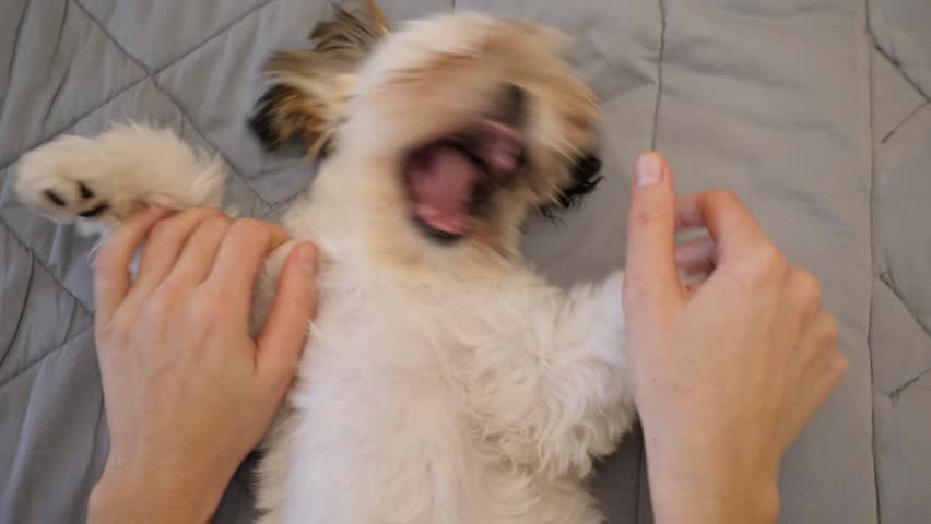 Female hands playing with cute small white pet dog at home on a bed rug