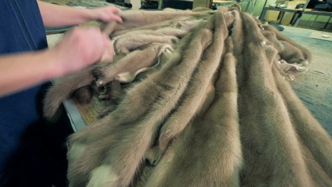 Furs of mustelids are being stroked by the hands of a factory worker