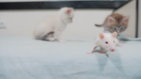 little black striped two kittens playing hunts a rat mouse. funny rare video little kitty and a rat run on the bed. cat lifestyle and mouse concept pet