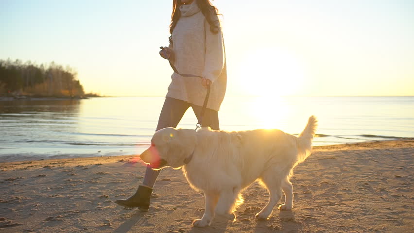 Young woman girl walking with golden retriever labrador at sunset in nature outside. Female teen girl playing with dog in sea beach outdoors. Summer autumn day love friendship domestic animal pets | Shutterstock HD Video #1019860744