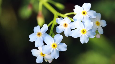 Forget-me-not flowers, myosotis, macro beautiful blue flower