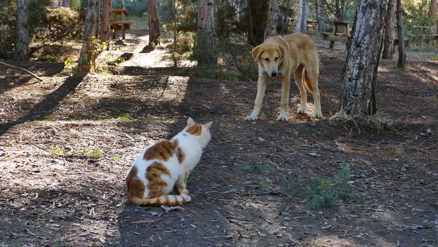 street animals cats, hd cat videos, cute yellow-white cats,