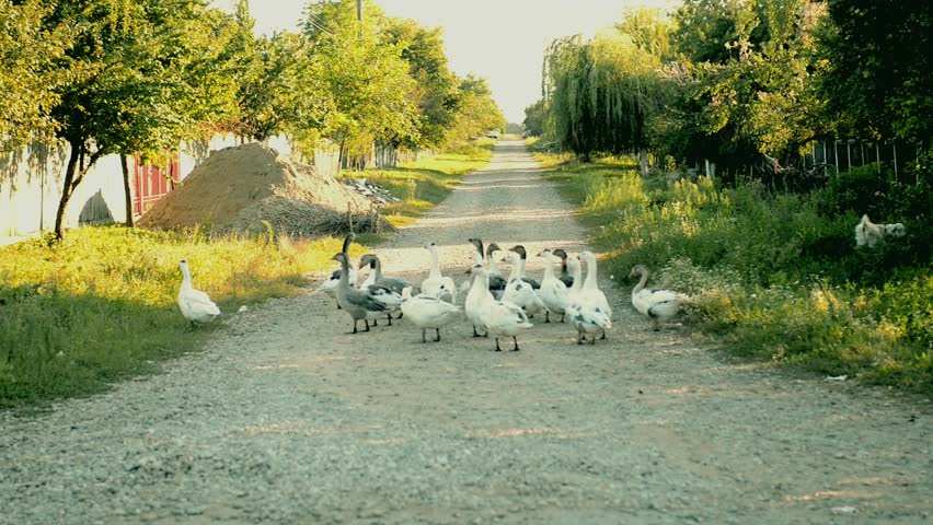 A group of geese near their home, in the countryside