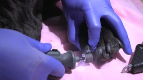 Manicure grooming claws on dog paw by veterinary. Cutting Of The Dog fingernails Polishing and trim. Pet nails grooved. Dog beauty Health And Care. Slow motion