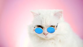 Close portrait of white furry soigne cat in fashion sunglasses. Studio footage. Luxurious domestic kitty in glasses poses on pink background wall. 4k - Powered by Shutterstock - Get 15% off with code: PIKWIZARD15