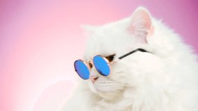 Portrait of highland straight fluffy cat with long hair and round sunglasses. Fashion, style, cool animal concept. Studio footage. White pussycat on pink background. 4k - Powered by Shutterstock - Get 15% off with code: PIKWIZARD15