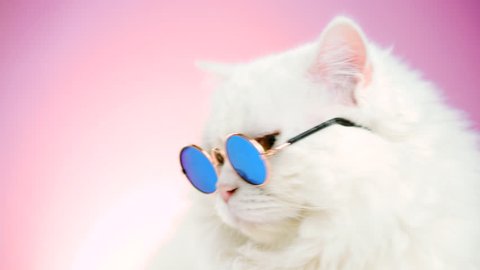Portrait of highland straight fluffy cat with long hair and round sunglasses. Fashion, style, cool animal concept. Studio footage. White pussycat on pink background. 4k