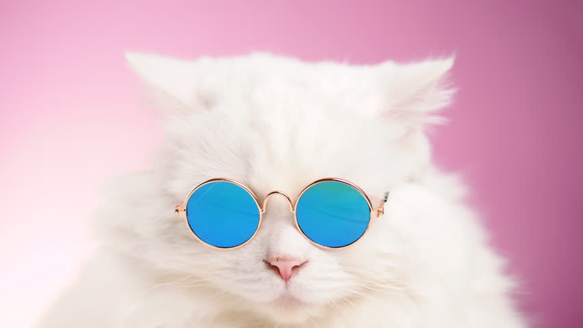 Close portrait of white furry cat in fashion sunglasses. Studio footage. Luxurious domestic kitty in glasses poses on pink background wall. 4k Royalty-Free Stock Footage #1019868487