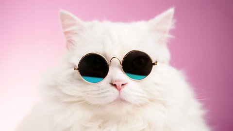 Close portrait of white furry cat in fashion sunglasses. Studio footage. Luxurious domestic kitty in glasses poses on pink background wall. 4k