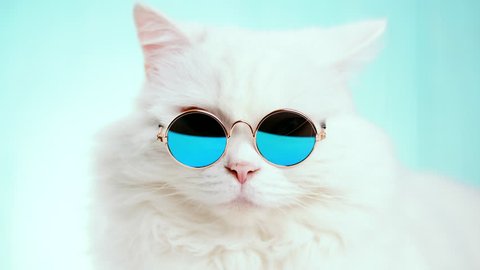Portrait of highland straight fluffy cat with long hair and round sunglasses. Fashion, style, cool animal concept. Studio footage. White pussycat on blue background. 4k