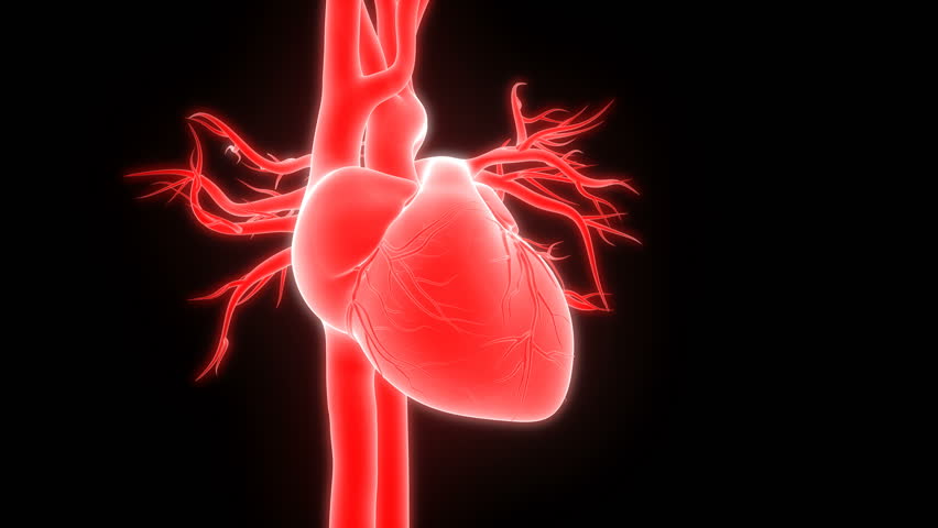 Human Heartbeat Anatomy 3d Stock Footage Video (100% Royalty-free ...