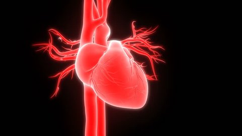 Human Heartbeat Anatomy. 3D