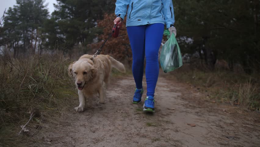 Low section of sporty fit female running with trash bag, doing plogging in autumn forest together with labrador dog during morning training. Active woman jogging with pet and picking up litter outdoor
