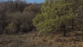 Oak tree from genus Quercus by autumn drone video