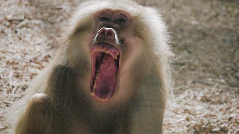Hamadryas baboon intimidating other male with his big mouth wide open. Monkey open mouth.