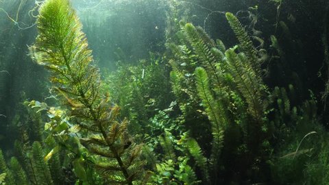 some freshwater dive and vegetation underwater sea plant and grass backgrounds