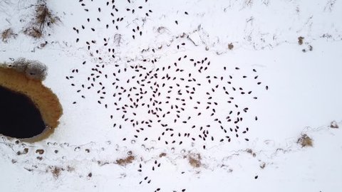 Wild birds pack stay on frozen brook, suddenly some of them fly away, scared by loud sound. Top-down perspective, aerial shot. Ducks rest on white snow near opening in ice