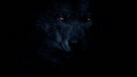 Wolf In The Dark With Fiery Eyes