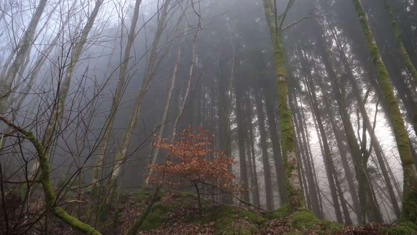 Single small orange bush in a Norwegian forrest of tall, dark and scary spruce trees. All in a misty and foggy scenery