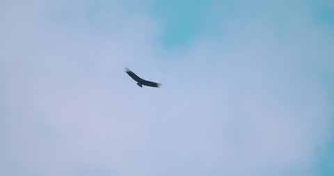 Lone vulture flying through blue skies and beautiful white clouds. 120 fps 4K.