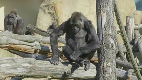 Lowland chimpanzee on the epic pose of solving his problems