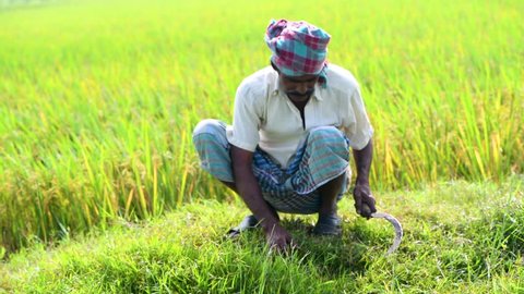 farmer cutting grass in fields in village for cow 4k