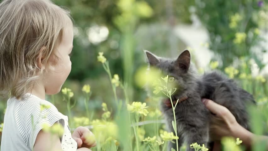 Little cute girl playing and laughing with a little gray kitten in a meadow among the flowers