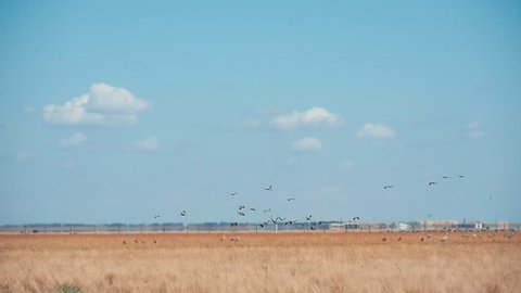 Impressive view of marvelous cranes soaring over boundless Taurida steppes in Askania-Nova, bio-reserve, on a sunny day in summer in slow motion