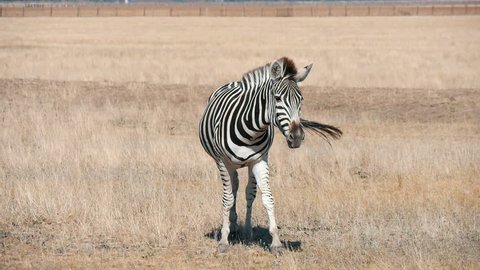 Cheery view of an adult African zebra grazing high grass and going along horizonless Taurida steppes in Askania-Nova on a sunny day in summer