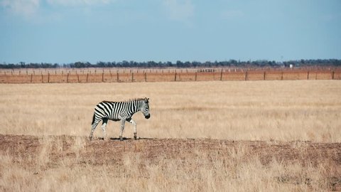 Profile of an adult African zebra seeking food and going along boundless Taurida steppes in Askania-Nova on a sunny day in summer. It looks funny