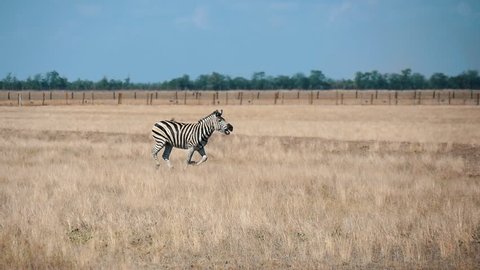 Funny view of a young striped zebra going along horizonless Taurida steppe with rusty grass in Askania-Nova bio reserve on a sunny day in summer