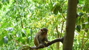 monkeys on tree closeup portrait video nature trees green background in 4k india asia